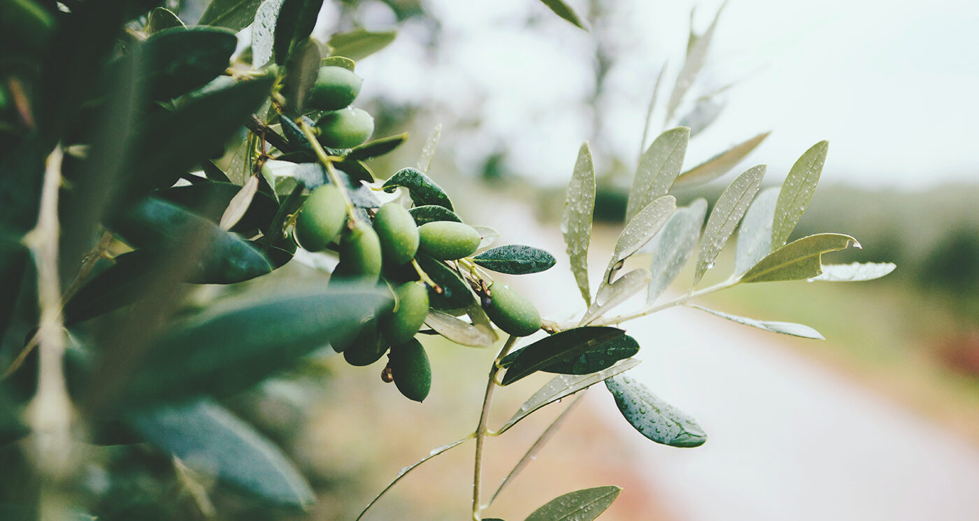 Olio e Condimenti